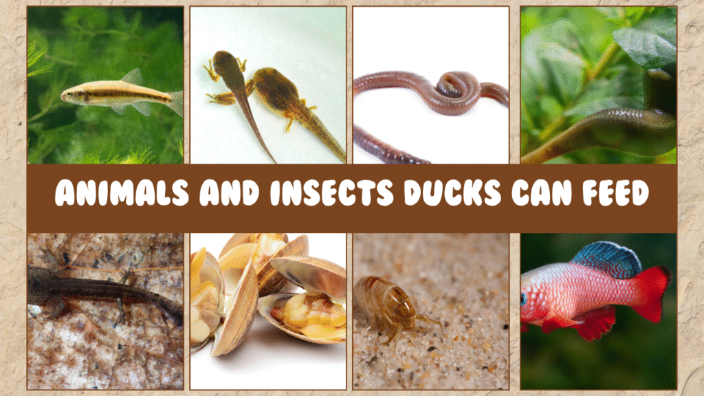 Animals and Insects ducks can feed